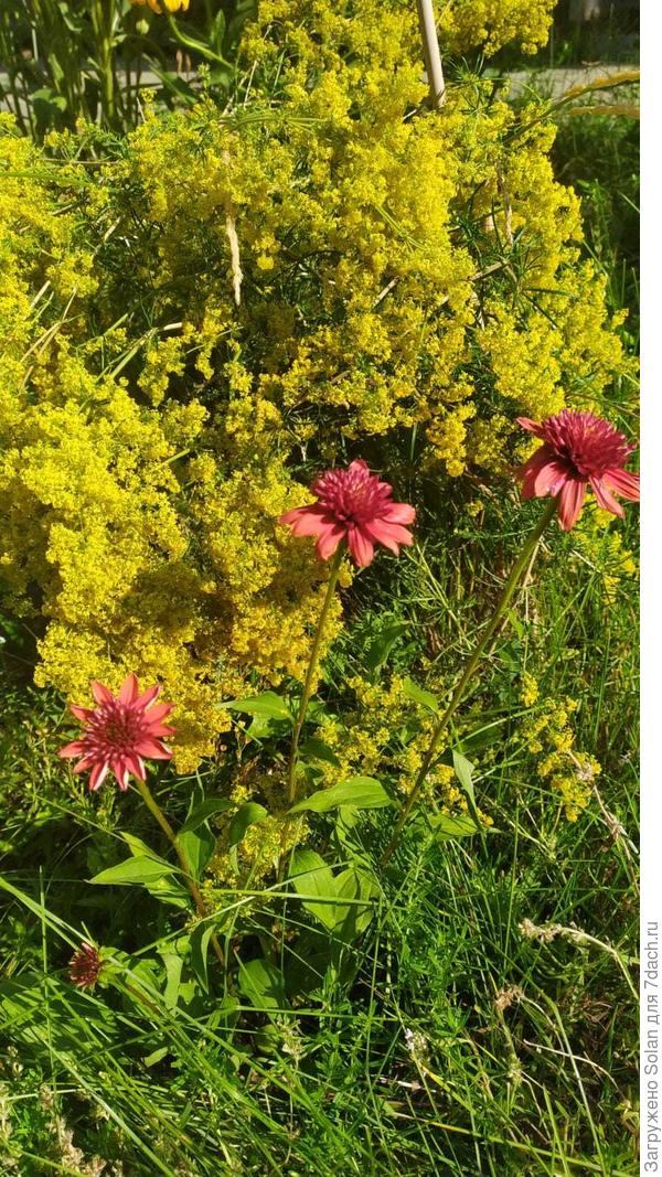 Александр, позади эхинацеи - подмаренник.