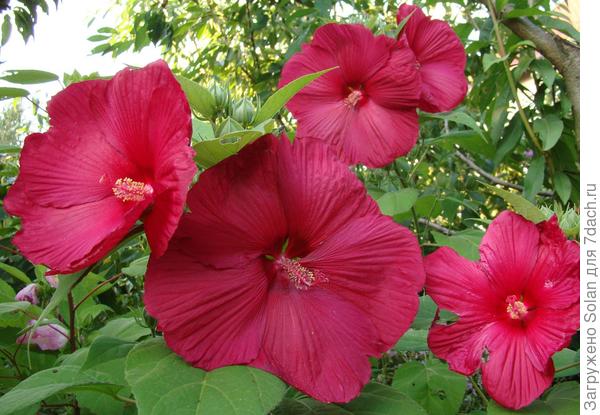 фото - не мое. Но тут хорошо видно видно листья. У меня такие. И у соседей. А на Вашем фото  - очень похоже на листья гибискуса Файрболл