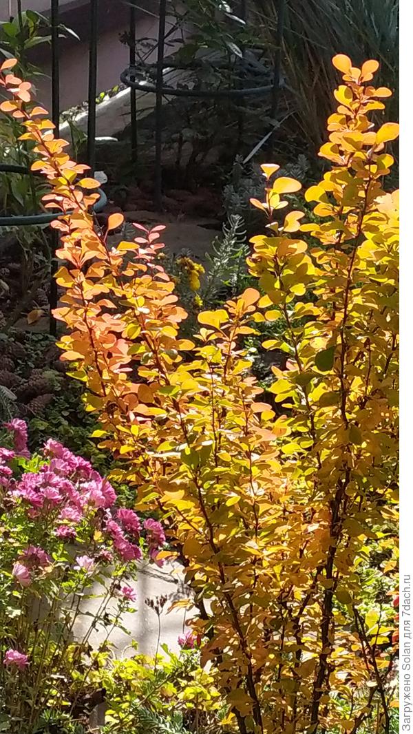 У нас в саду пока только барбарисв изменили окраску и начал краснеть виноград на стене. Хотя, мы уже в курточках. Таня, красиво у вас! А уж красные и жёлтые хризантемы, чудо как хороши! Жаль, что их укрывать надо на зиму. Только это охлаждает от их посадки)))