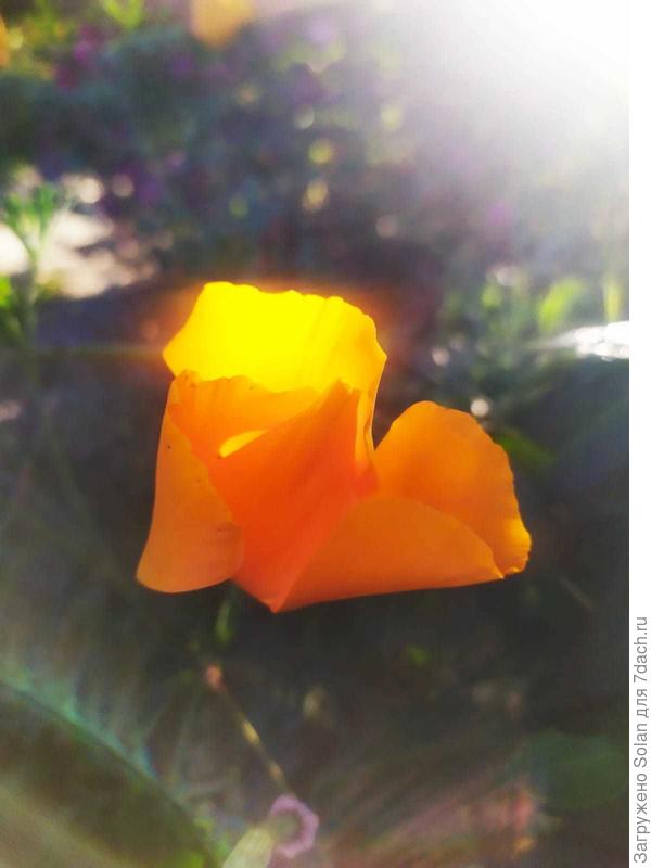 Не грусти! вот тебе солнышко в подарок). Эшшольция в ладошке припрятала))