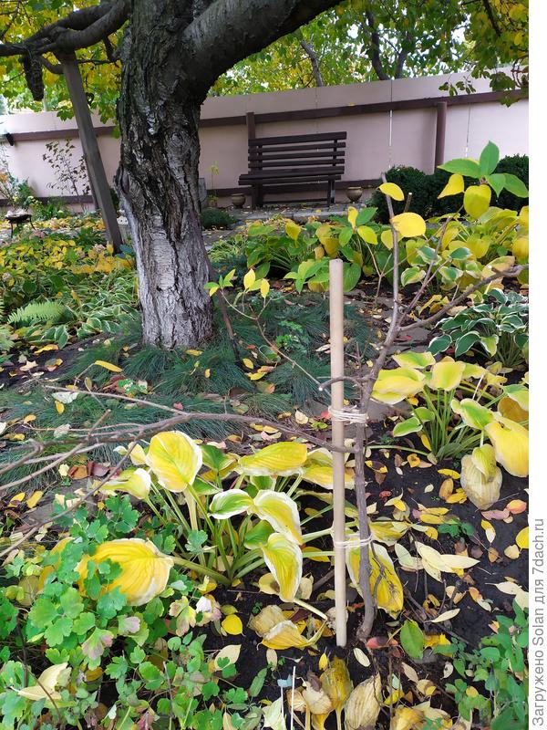 обрезала так. Теперь у меня вопрос: Нижнюю ветку слева отрезать полностью или на почку, направленную вверх, которая недалеко от ствола находится?