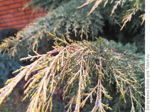 высота в  верхней точке - почти , что моего роста 160-162. В ширину уже три метра. Очень занимает, на сколько он вырастет еще? Ибо клумбу под ним  - уже не видно года три как))