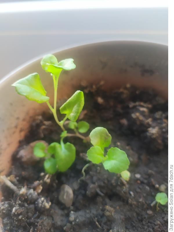 Наталья, ну, гляньте, пожалуйста, похоже это на гейхеру? Посеяла &quot;пурпурный замок&quot;. Было пять штук семян, три взошли. Но вид, крайне сомнительный ((