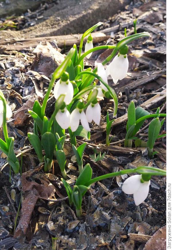 Тепла, мира, любви, добросы, света, ярких красок, надежды и веры в то, что все будет хорошо! Видели, как утекают ручейки из под снежных куч? Вот пусть туда и утекут все ваши неприятности!