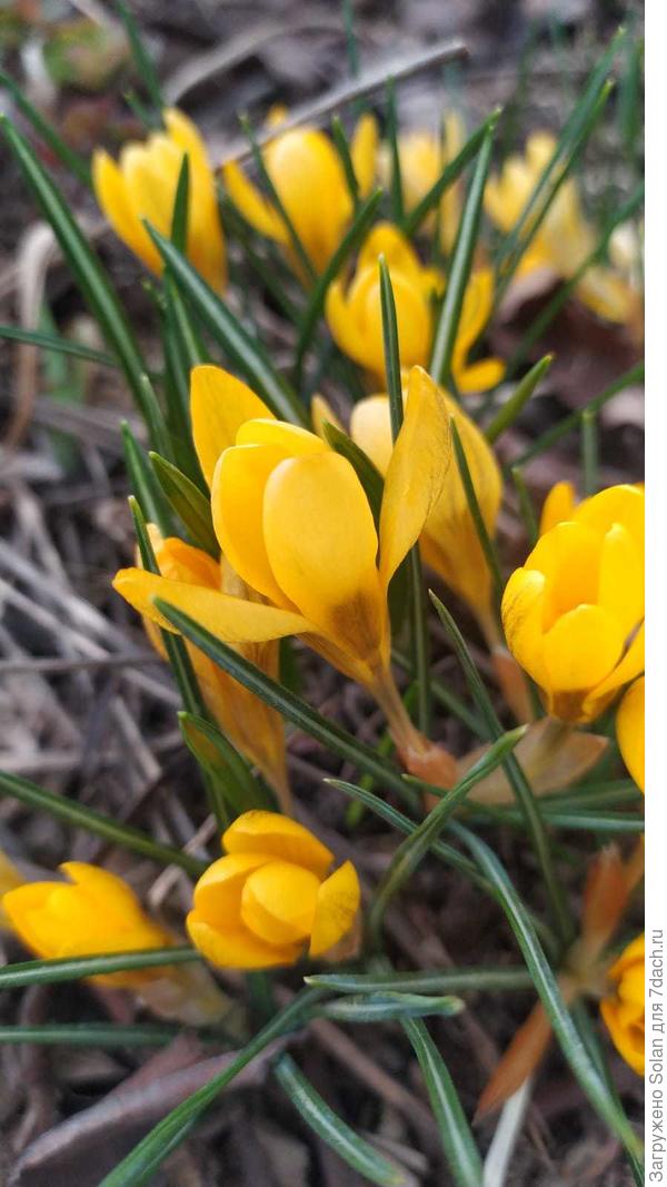 крокусы