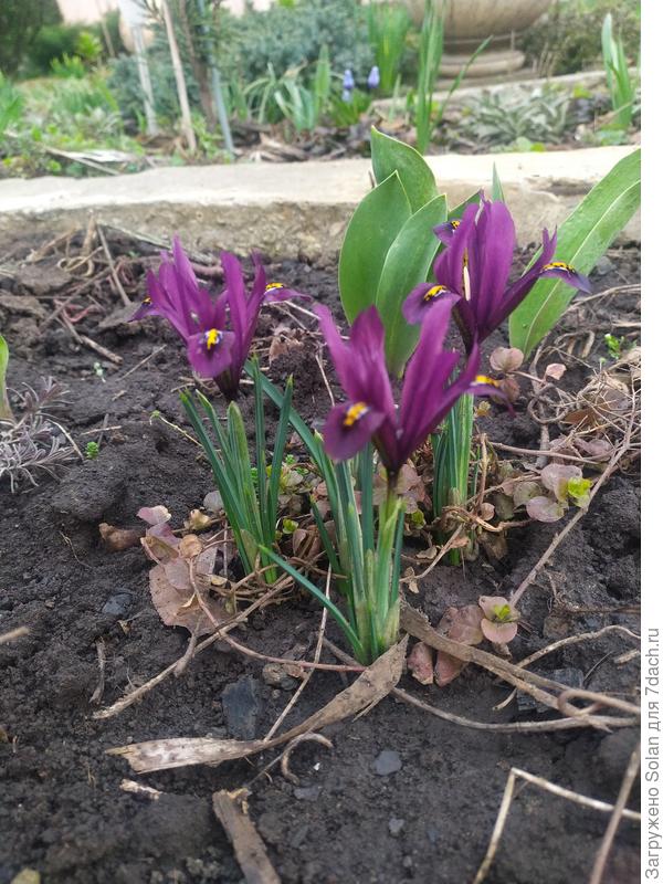 Новая любовь моего мужа)