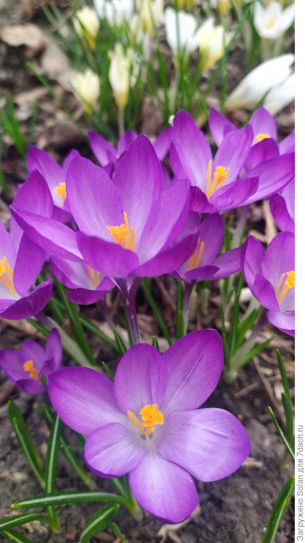 крокусы