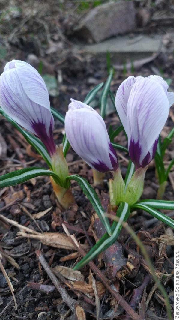крокусы