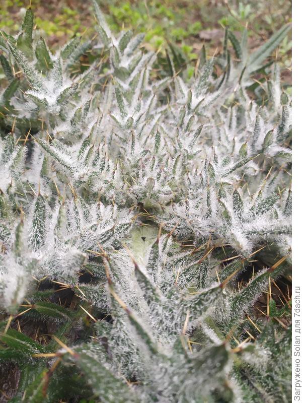 ну? Каков красавец, да? :))))