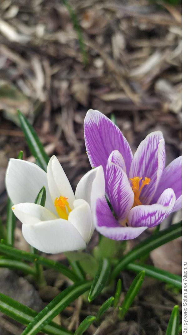 крокусы