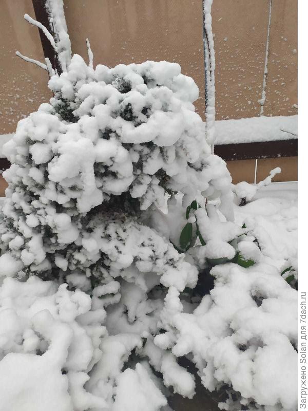 Моего ирландца и высокие кипарисовики согнуло под немыслимой дугой. Снег мокрый и очень тяжелый. В пижаме и в мужевых сапогах/курте/шапке (своих же нет у сиротки, ага), я помчалась за перевязками. Кипарисовики связать удалось. Потом рванула за ведрами - накрыть рябчики. Примерила высоту - рябчики мне по колено, ведро - значительно ниже колена. цченив трагиЗЬм положения, решила плюнуть и пусть  будет, как будет.