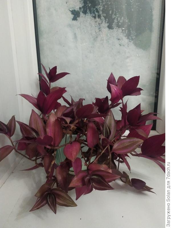 Свою тоже вырастила из черенка