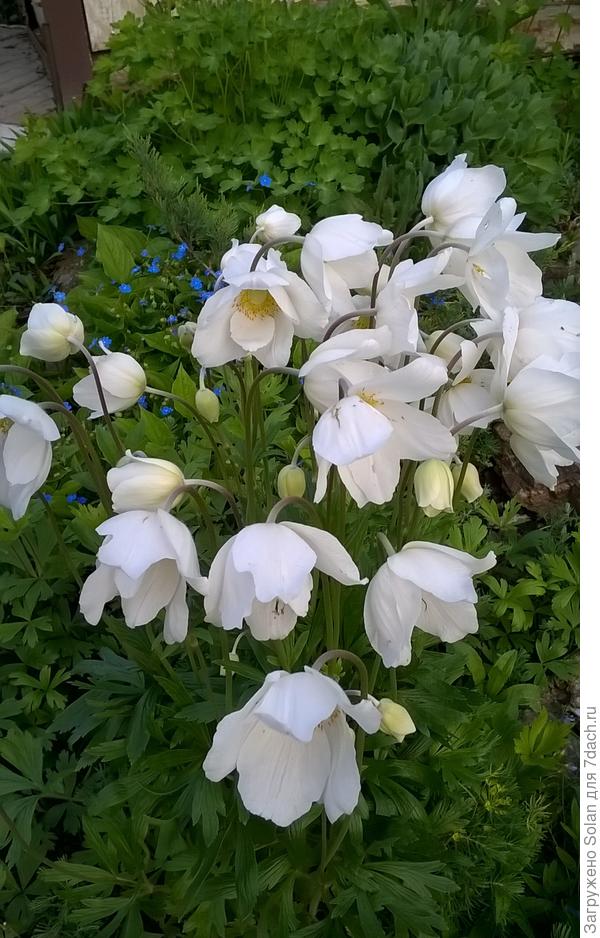 Так я и не говорю, что она у меня так семенами размножилась.....