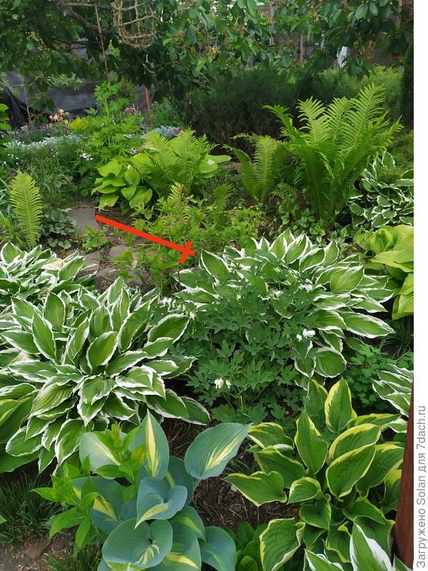 Капец, какое неудачное фото, признаю! :)))) Крестиком пыталась показать где находится карликовая гортензия "Литл лайм лайт". Она сецчас только распускает листья. Но, уверяю, когда раскроется и зацветает- даже такая малышка не теряется на фоне довольно большого количества хост. Её белые цветы " парят" над ними. У нас очень засушливый климат. И без плотных посадок- крайне тяжело. Вот и стараюсь прикрыть максимально землю. Барвенково хорош, признаю. Но контроль за ним требует довольно много усилий. Из почаопокровников в тени У меня прекрасно растат и цветут ясколка (да, в том числе и в тени) и перестал гвоздика. Но ясколка в Ростовской области после обрезки имеет не самый приглядный вид. На восстановление потребуется недели три. Гвоздика проще в этом вопросе