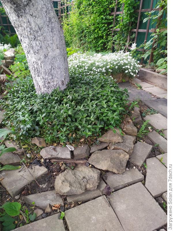 Чтобы удержать в рамках приствольных кругов барвинок, требуется трижды за сезон стрижка и я постоянно слежу за ним. Одну весну пропустила, болела, до сих пор выбираю его вручную там, где он не нужен (. А так-то красив, конечно))