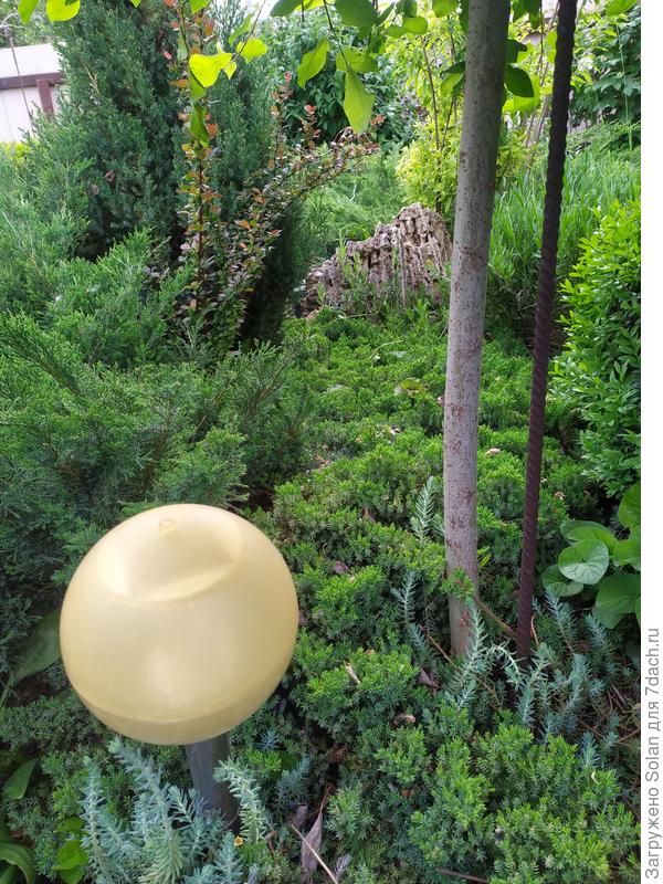 Ещё в тени прекрасно растет в качестве почвопокровника стелющиеся можжевельник. . Постараюсь вспомнить сорт, если нужно. Но, возможно, Вы и так его знаете и без меня)