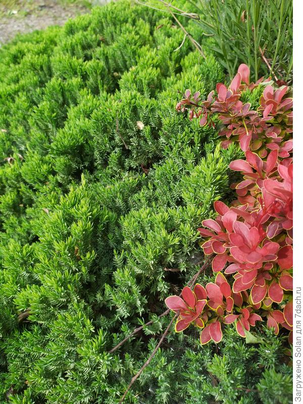 Да последних фото на солнце, чтобы было видно его иголок. Но, уверяю Вас, в тени он растет практически с той же бешеной скоростью. Стригу и там, и там.