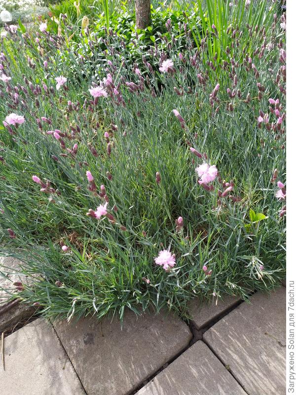 Гвоздика в тени под алычой. До цветения и после стрижки после цветения- будет коврик