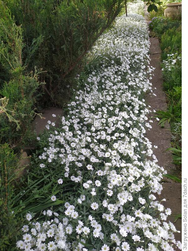 Ясколка в тени под вишней. Пока не в полном роспуске. На солнце, конечно, цветение ещё гуще.
