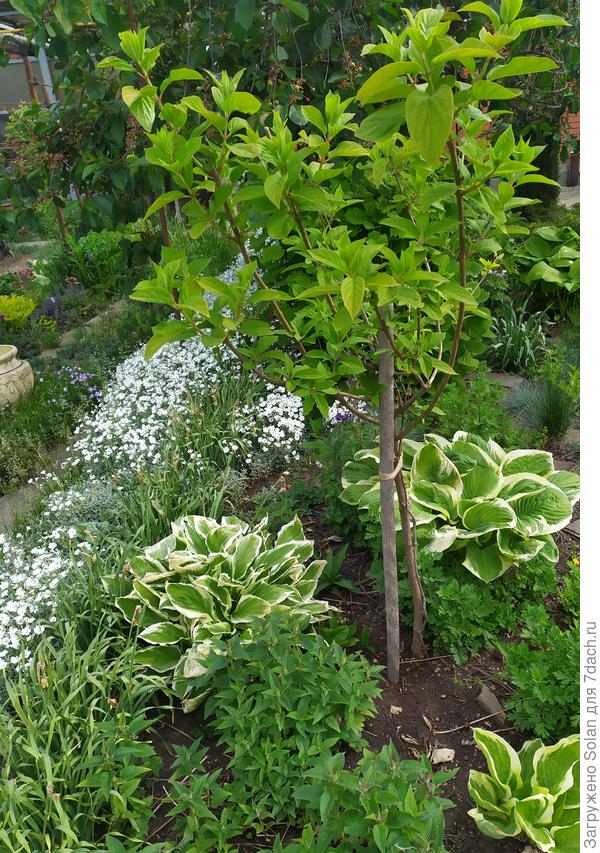 Тут гортензия  в процессе формирования в виде деревца. Летом её цветущие грозди здорово высветвляют тёмный угол и сочетаются с белыми полосками на хостах. Сорт гортензии "Лайм лайт".