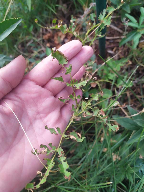 вредитель 2