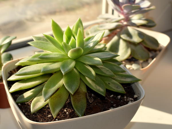 Эхеверии в салатницах