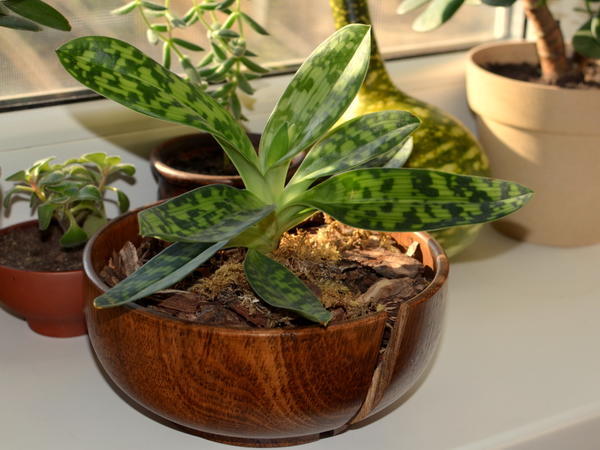 Пафиопедилум в бамбуке