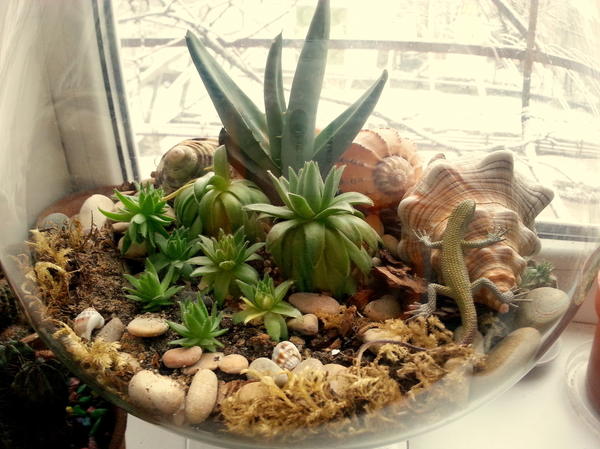 Мини-садик из суккулентов в стеклянной рюмке