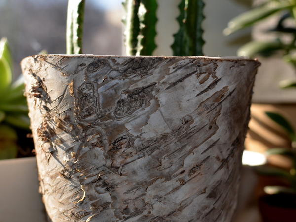 Кашпо из коры
