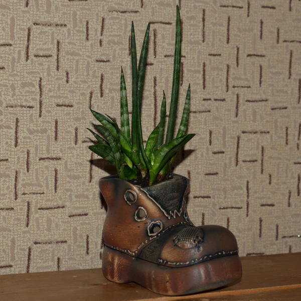 Сансивьерия цилиндрика