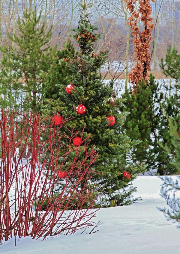 Красные ветки дерена и алые шары
