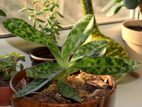 Пафиопедилум. 09.12.14.