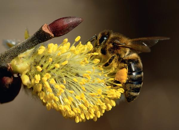 Соцветия ивы начинают привлекать пчел еще в марте