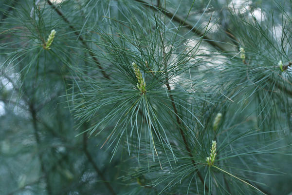 Сосна веймутова, или белая восточная (Pinus strobus)