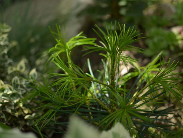 сциадопитис