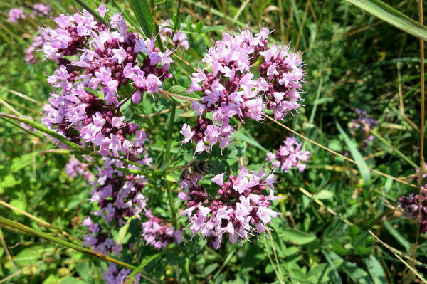 Душица (Origanum vulgare)