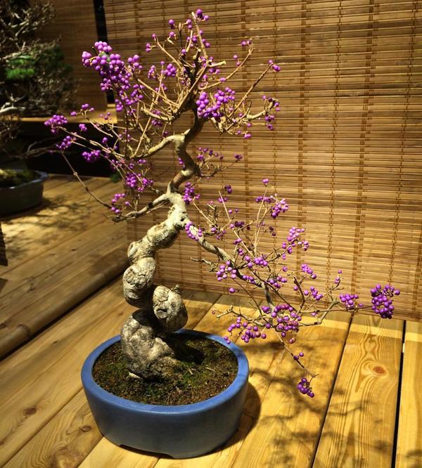 Красивоплодник. Фото: https://www.instagram.com/4iza/