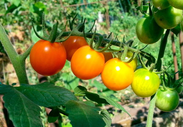 Финик оранжевый