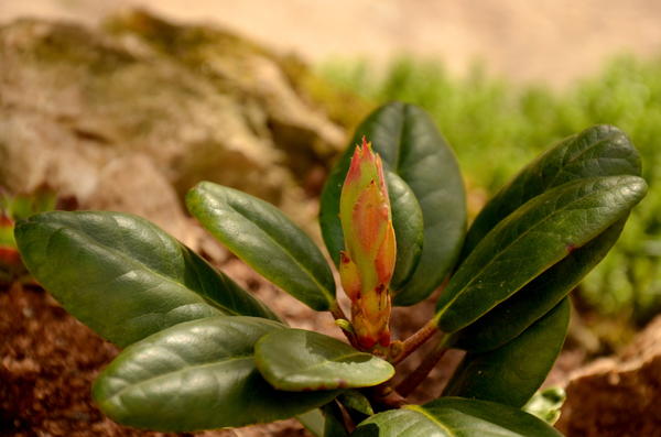 рододендрон 18.04.15.