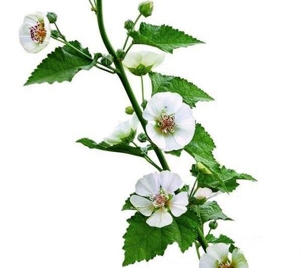 Мальвовый гибрид сорта Parkallee с бледно-желтыми цветками более долговечен, устойчив к полеганию и хворям, чем обычные шток-розы
