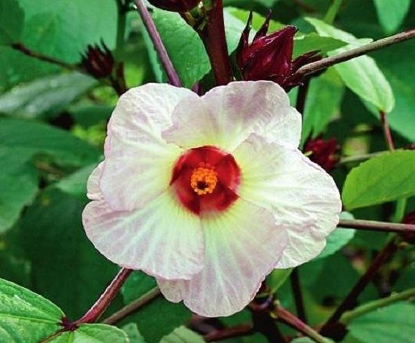 Суданская роза (Hibiskus sabdariffa)