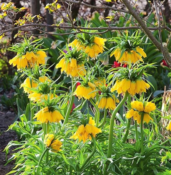 Рябчик императорский (Fritillaria imperialis) ‘Lutea Maxima’ радует глаз букетами желтых колокольчиков, собранными на мощном цветоносе.