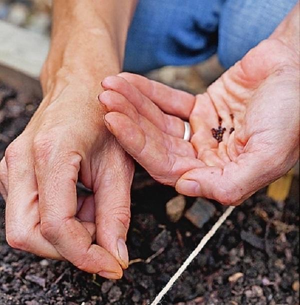 Při setí na otevřené půdě vytvořte drážky ve vzdálenosti 30 cm od sebe a rozložte semena, přičemž mezi nimi ponechejte 3–4 cm.