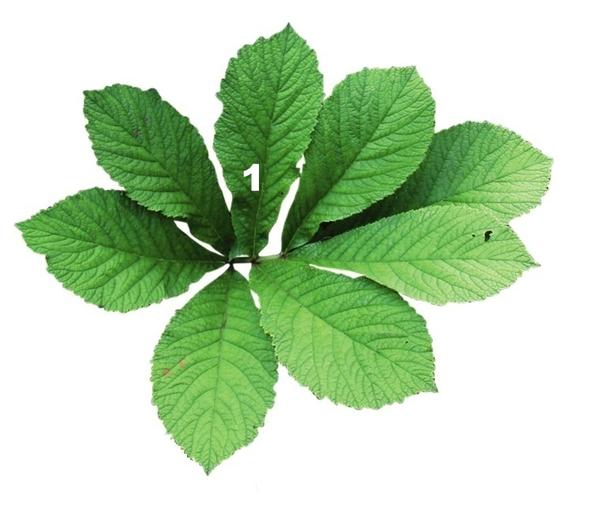 Роджерсия бузинолистная (Rodgersia sambucifolia)
