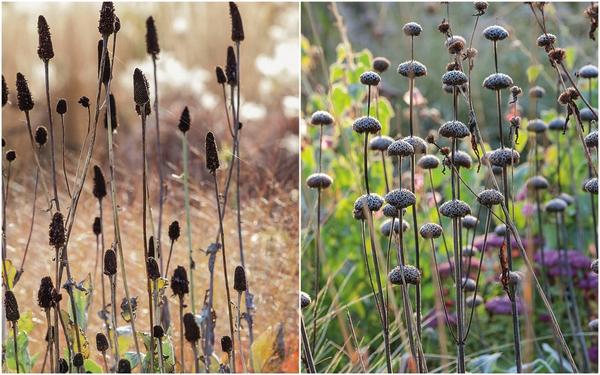 Слева: Продолговатые свечки рудбекии гигантской (Rudbeckia maxima) со временем приобретают насыщенно-коричневый оттенок. Справа: Словно бусины нанизаны соплодия зопника Рассела (Phlomis russeliana) на прочные цветоносы.