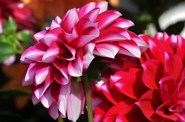 Георгин (Dahlia)