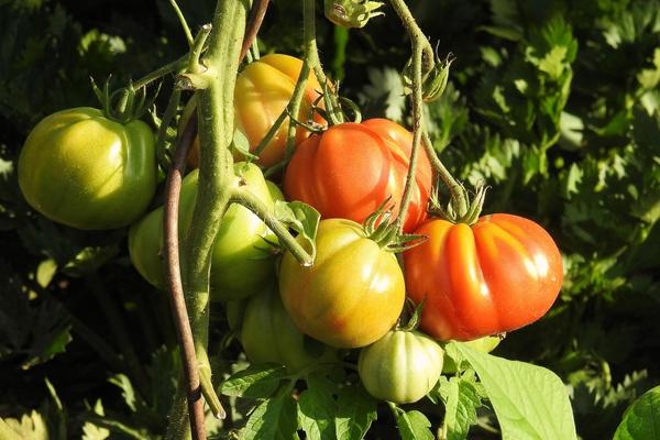 Сорта томатов для Средней полосы России: мой многолетний опыт