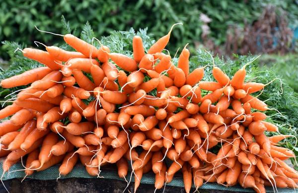 Морковь: выращивание, посадка и уход. Сорта моркови