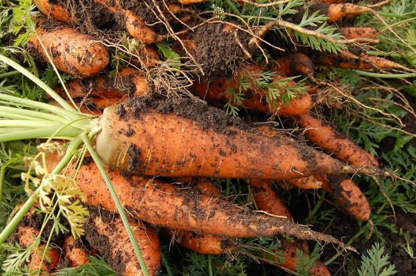 Морковь как вырастить хороший урожай и Раскрываем все секреты посадки и ухода за урожаем⁠⁠