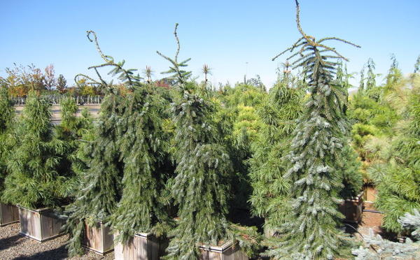 Ель сербская Pendula Bruns. Фото с сайта hesslandscapenursery.com